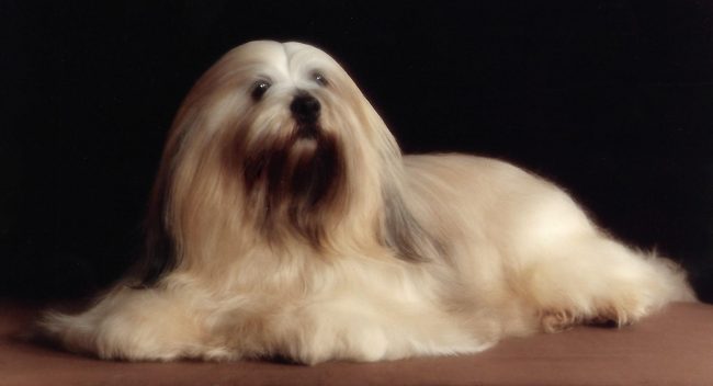 Saxonsprings Misty Gold at Sarabande JW