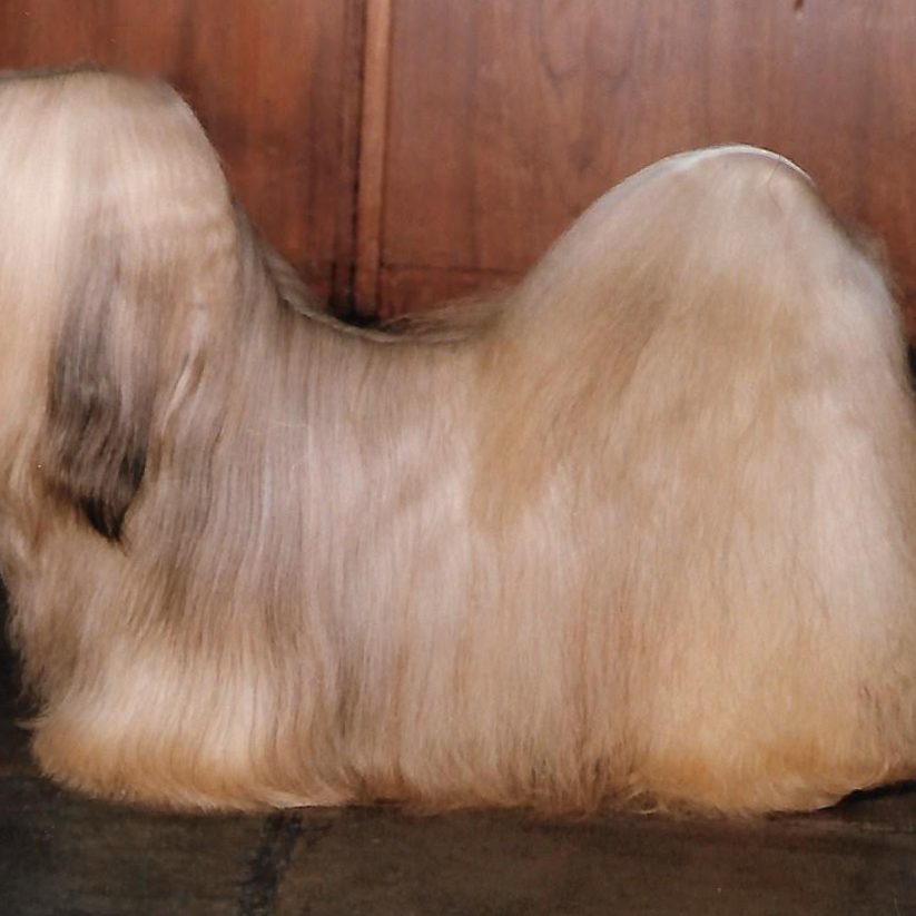 Saxonsprings Misty Gold at Sarabande JW