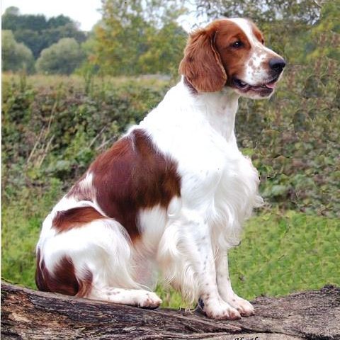 Shandwick Jack Frost at Sarabande