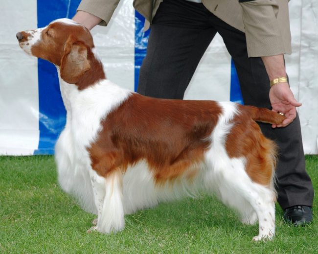 Sh Ch Shandwick Kristoffer at Sarabande Sh CM