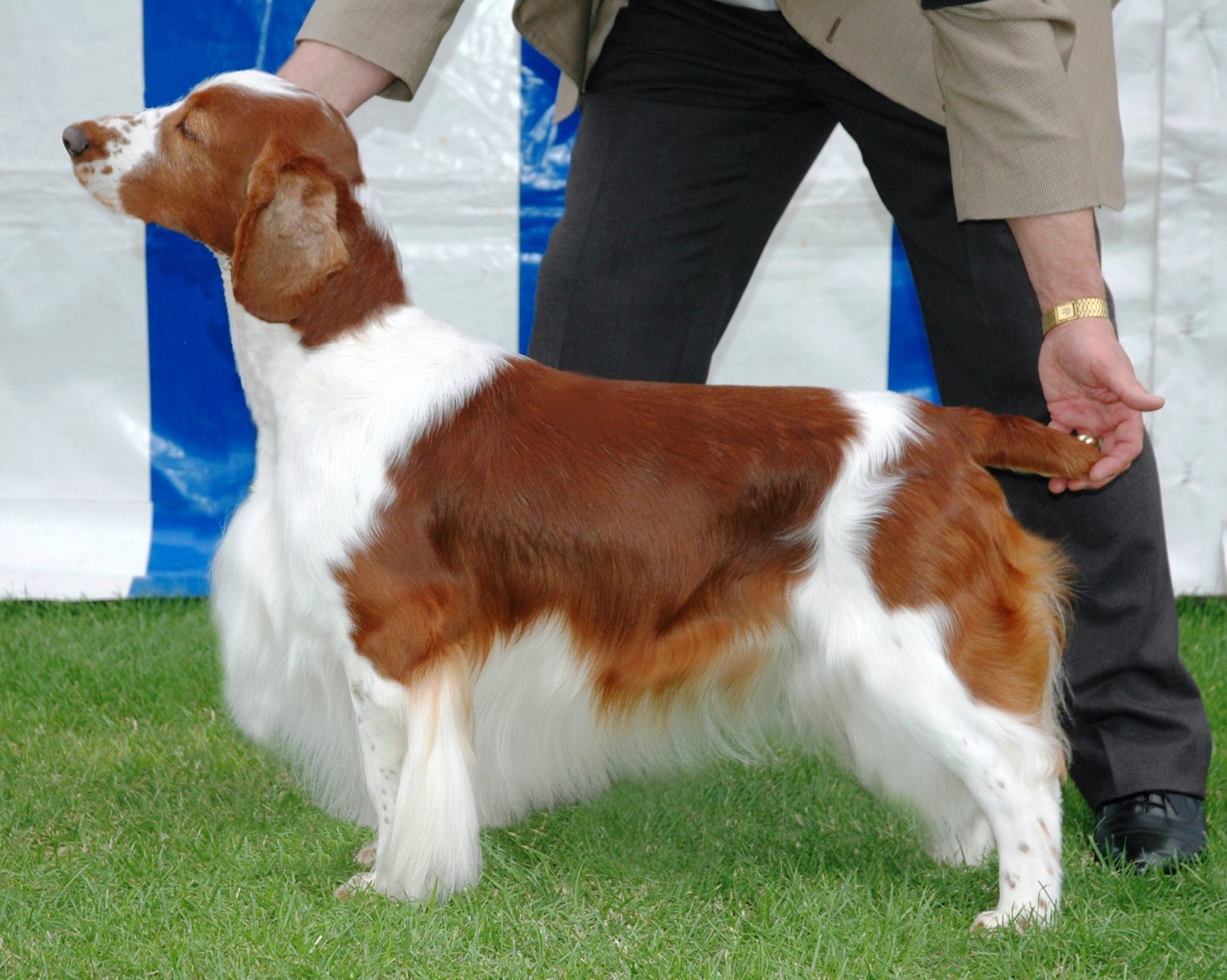 Sh Ch Sarabande Kristoffer at Sarabande Sh CM