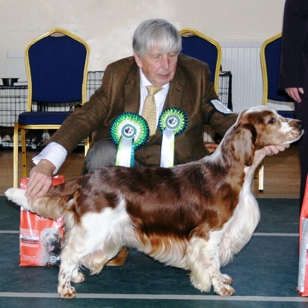 Sarabande Perfect Storm (AI) Sh CM