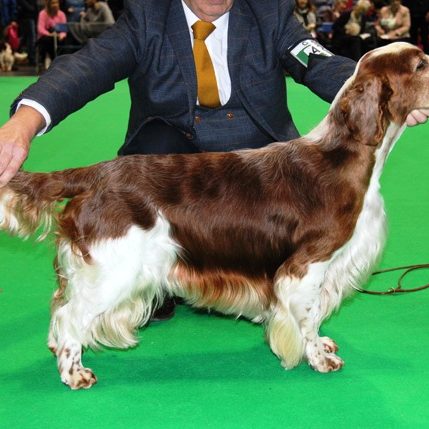 Sarabande Perfect Storm (Ai) Sh CM