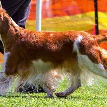 Aust.Ch Sarabande Sea Of Dreams (AI) (IMP UK)