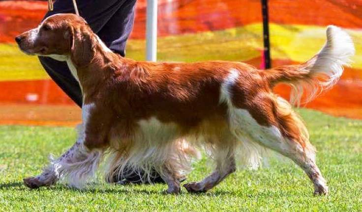 Aust.Ch Sarabande Sea Of Dreams (AI) (IMP UK)