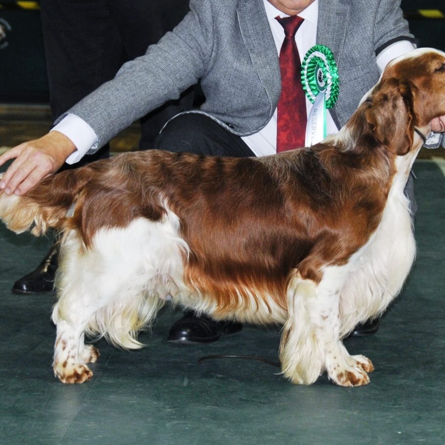 Sarabande Perfect Storm (Ai) Sh CM