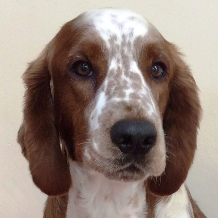 Sarabande Perfect Storm (Ai) Sh CM