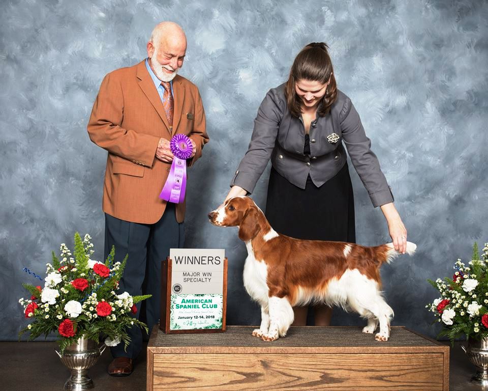 AM GCH, UK SH CH Sarabande Sweet Nothings (AI)