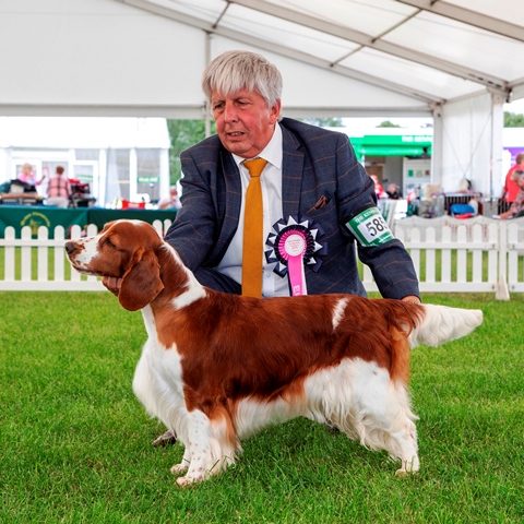 AM GCH, UK SH CH Sarabande Sweet Nothings (AI)