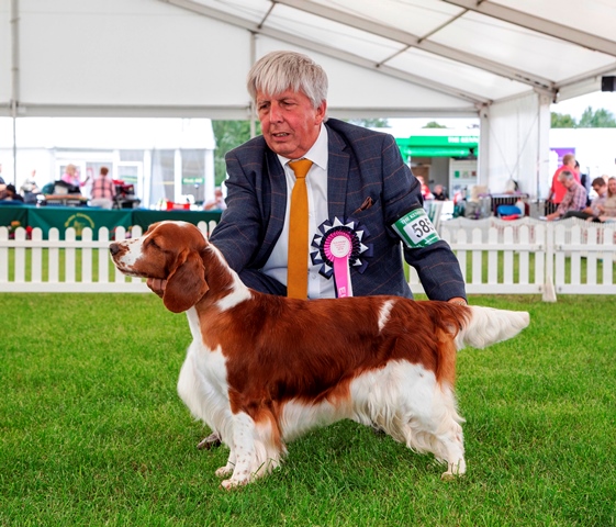 AM GCH, UK SH CH Sarabande Sweet Nothings (AI)