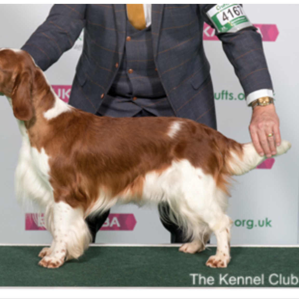 AM GCH, UK SH CH Sarabande Sweet Nothings (AI)