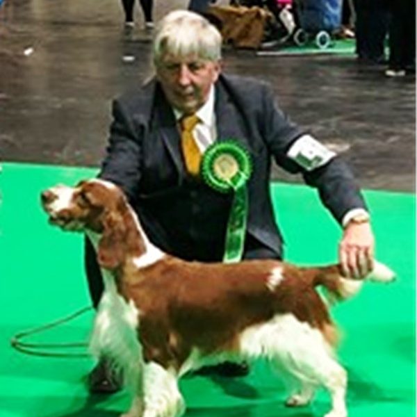 AM GCH, UK SH CH Sarabande Sweet Nothings (AI)