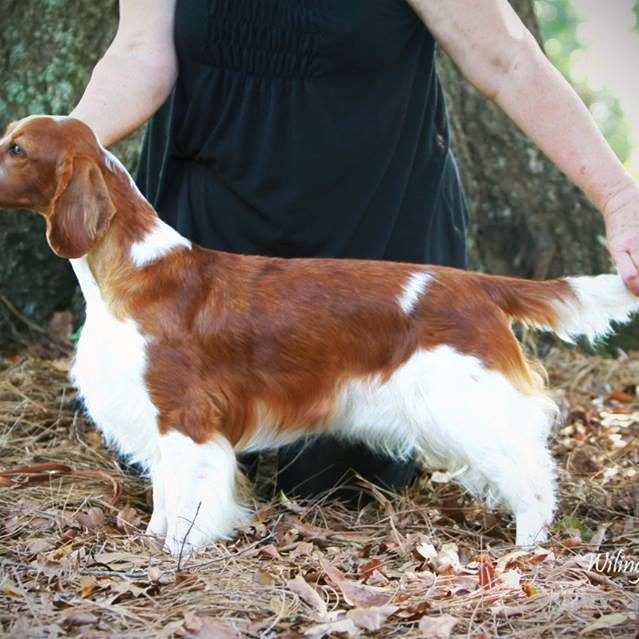 AM GCH, UK SH CH Sarabande Sweet Nothings (AI)