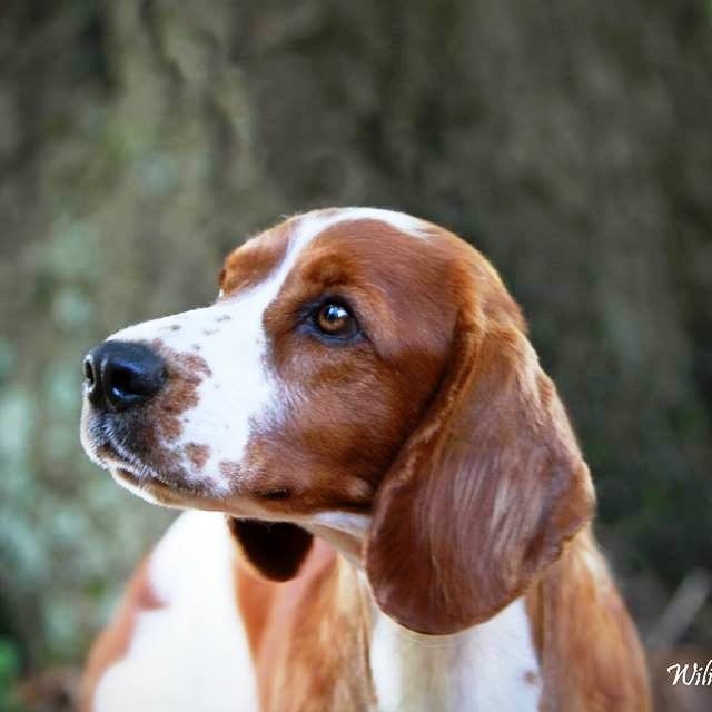 AM GCH, UK SH CH Sarabande Sweet Nothings (AI)