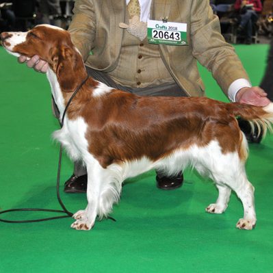 Sarabande Dance To The Rhythm