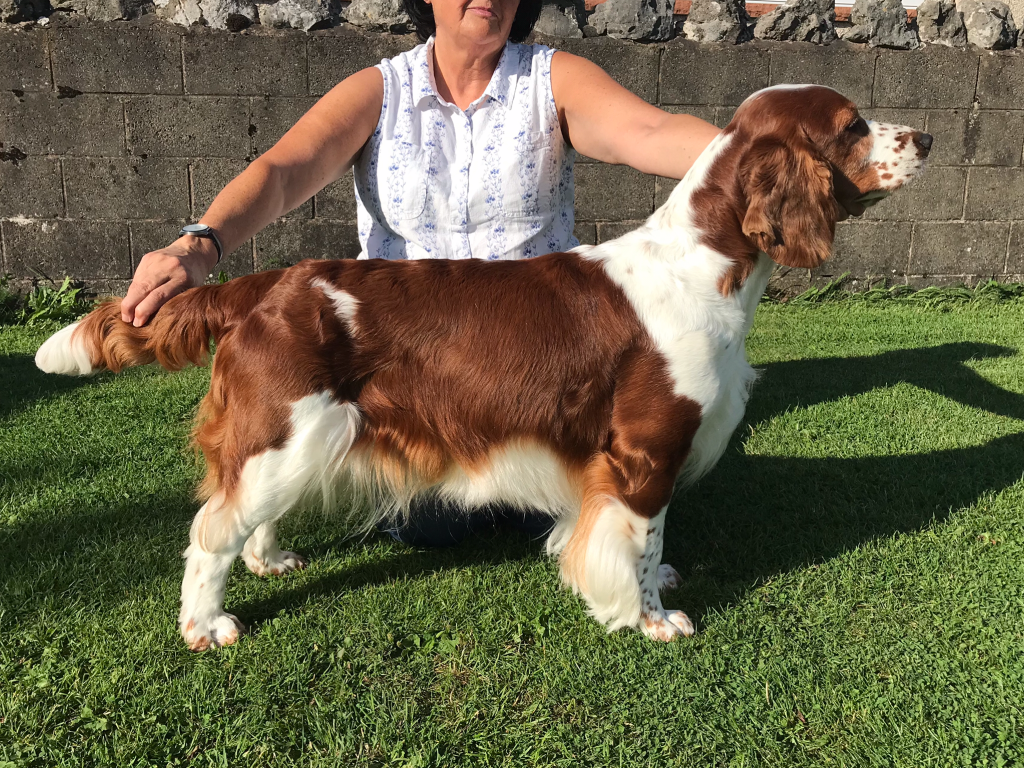 Sh Ch Sarabande Eternity At Slapestones JW (AI)