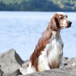 Sarabande Perfect Storm (Ai) Sh CM