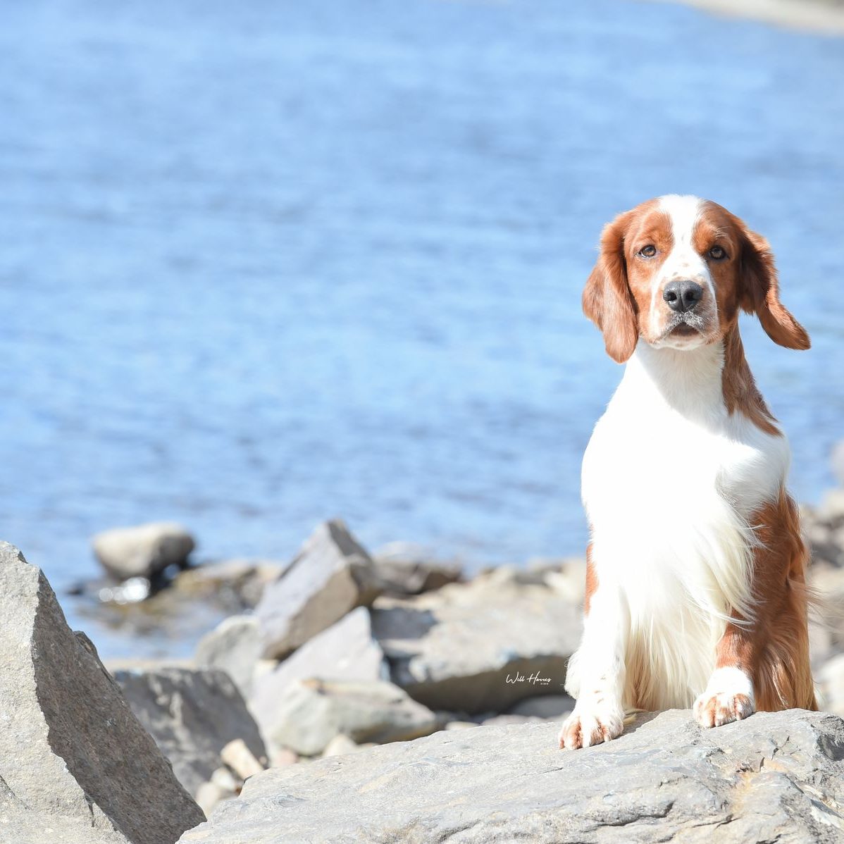 Sarabande Man in the Mirror (AI) Sh CM JW