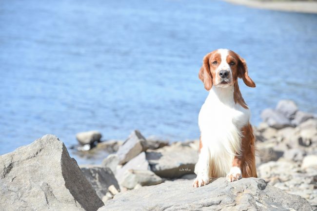 Sarabande Man in the Mirror (AI) Sh CM JW