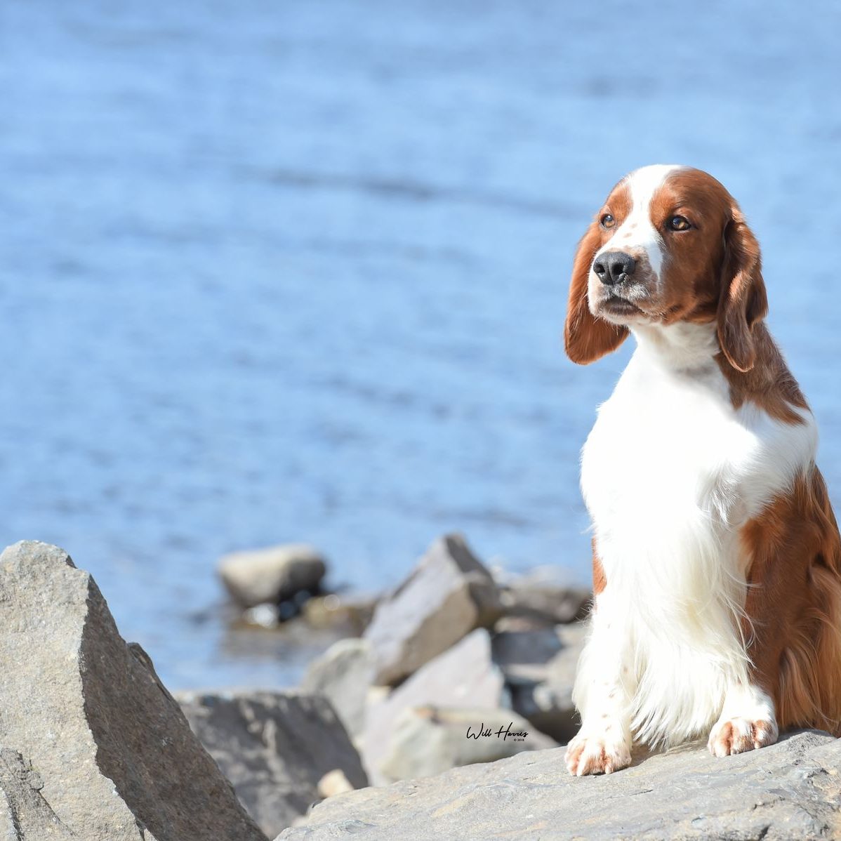 Sarabande Man in the Mirror (AI) Sh CM JW