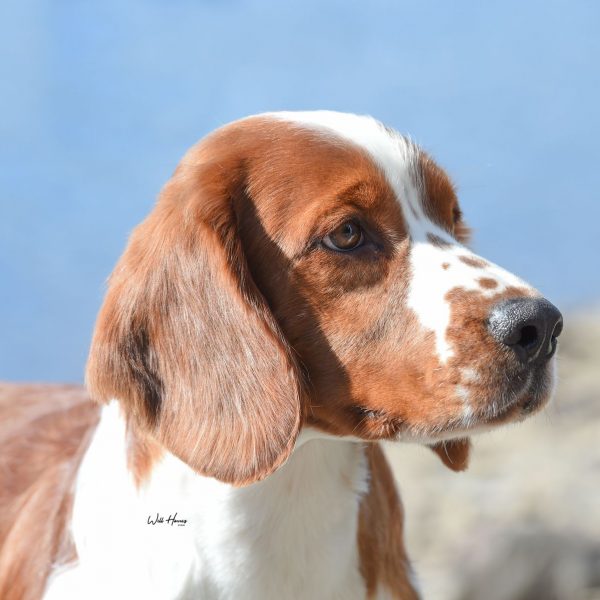 Sarabande Man in the Mirror (AI) Sh CM JW