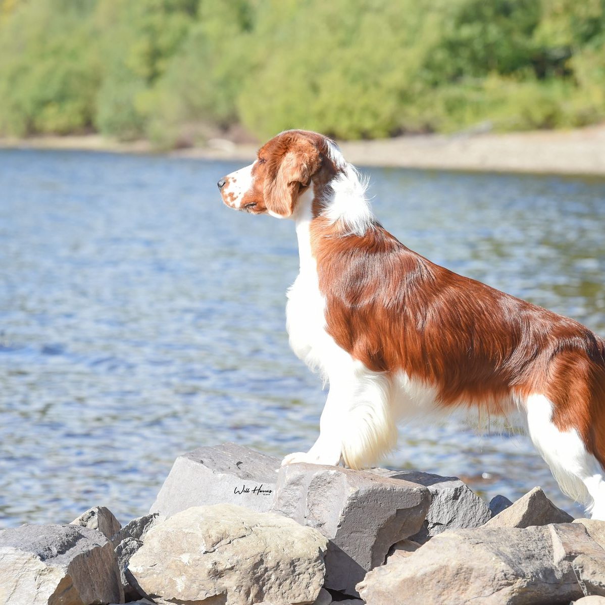 Sarabande Lord of the Dance (AI) JW