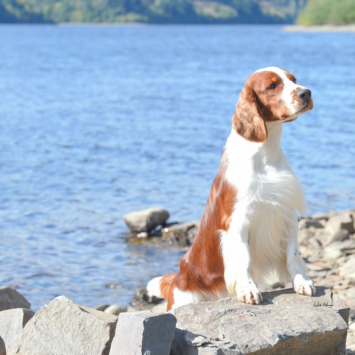 Sarabande Lord of the Dance (AI) JW