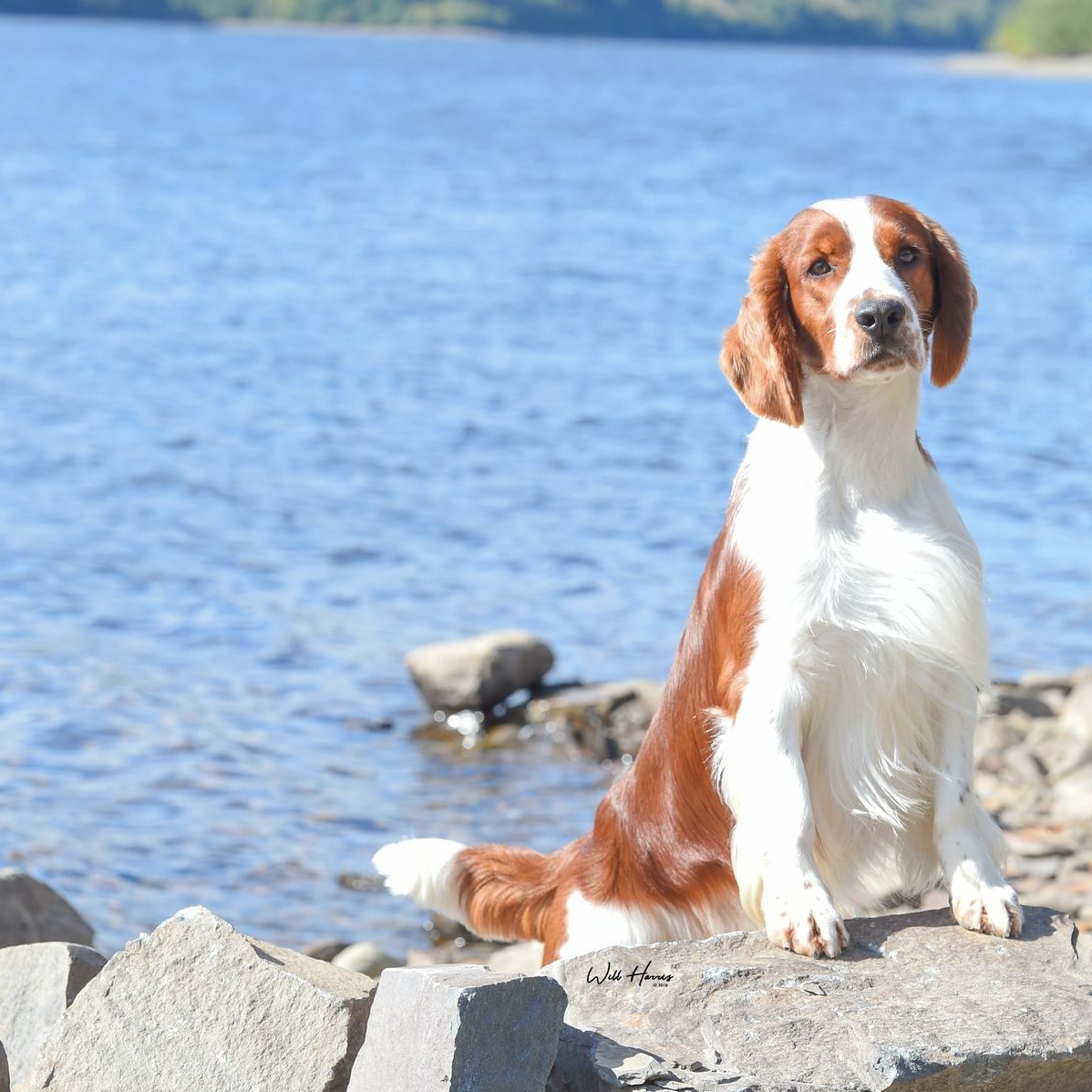 Sarabande Lord of the Dance (AI) JW