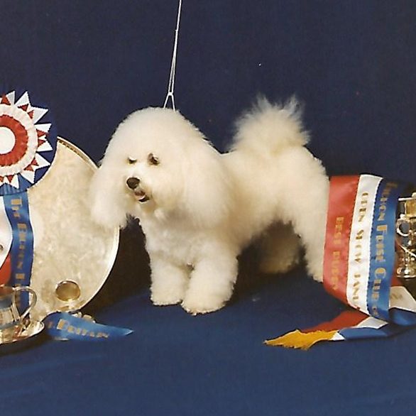 Ch Glenfolly Silver Lady of Sarabande