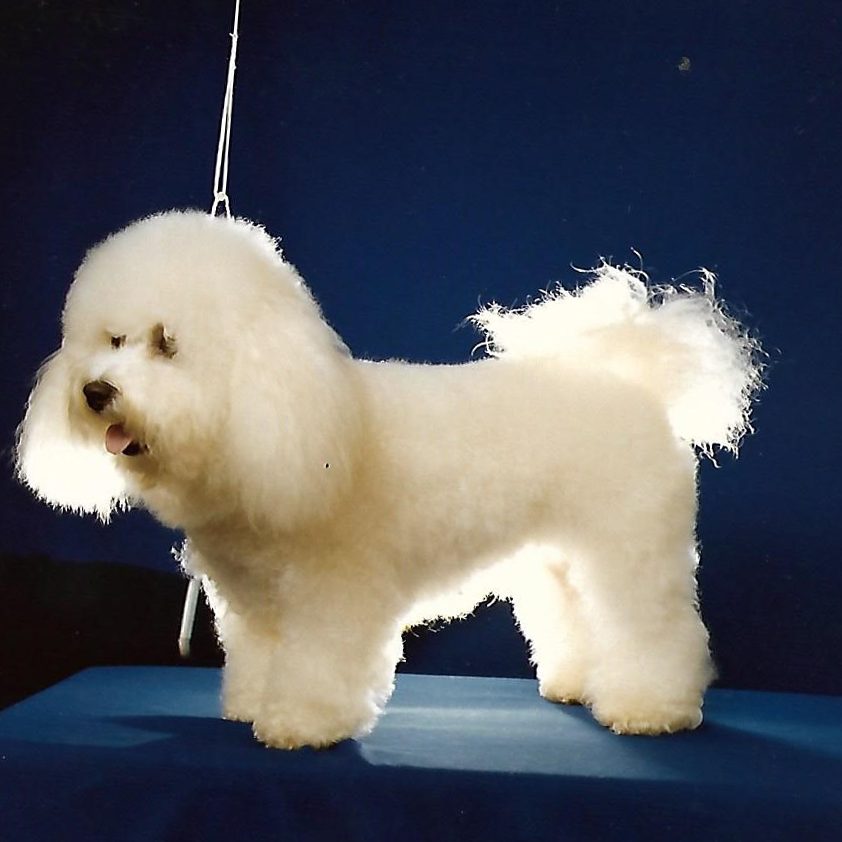 Ch Glenfolly Silver Lady of Sarabande