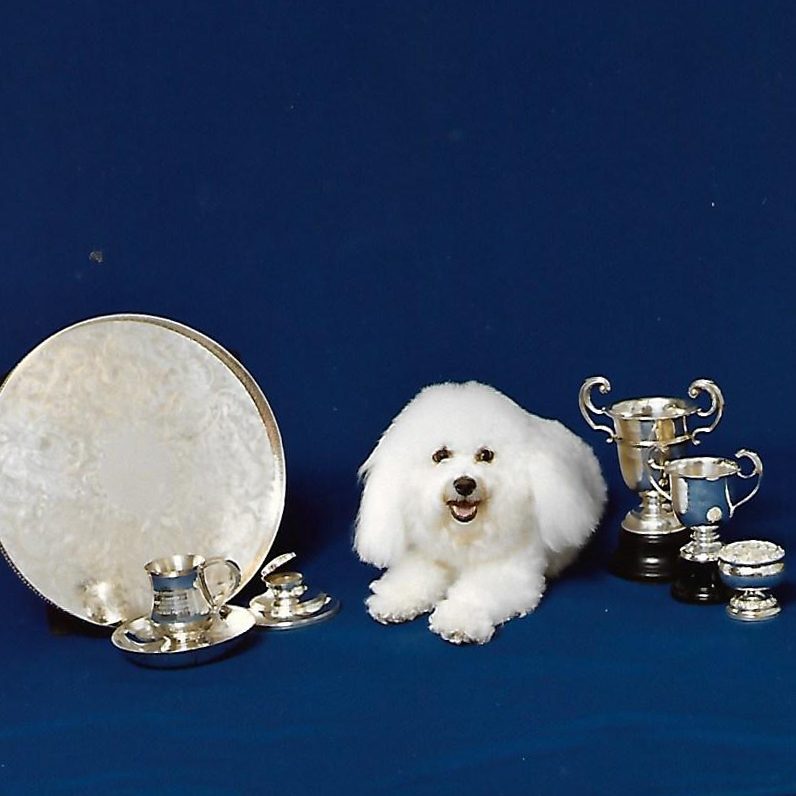 Ch Glenfolly Silver Lady of Sarabande