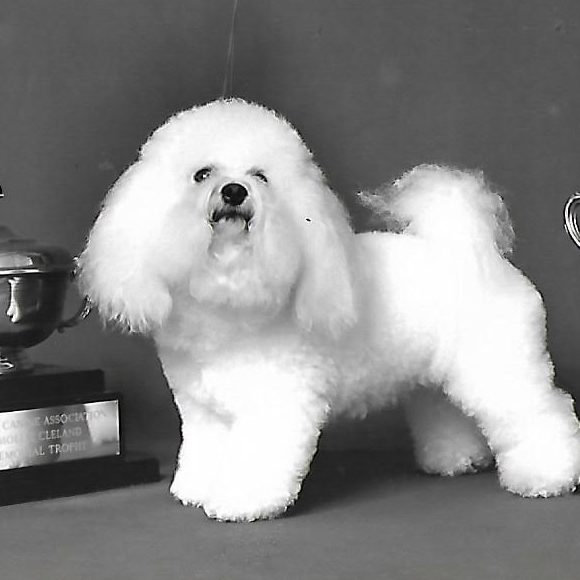 Ch Glenfolly Silver Lady of Sarabande