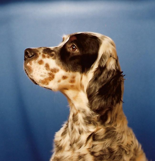 Sarabande Artic Prince