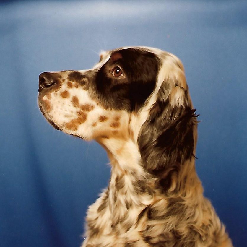 Sarabande Artic Prince