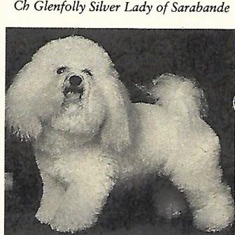 Ch Glenfolly Silver Lady of Sarabande