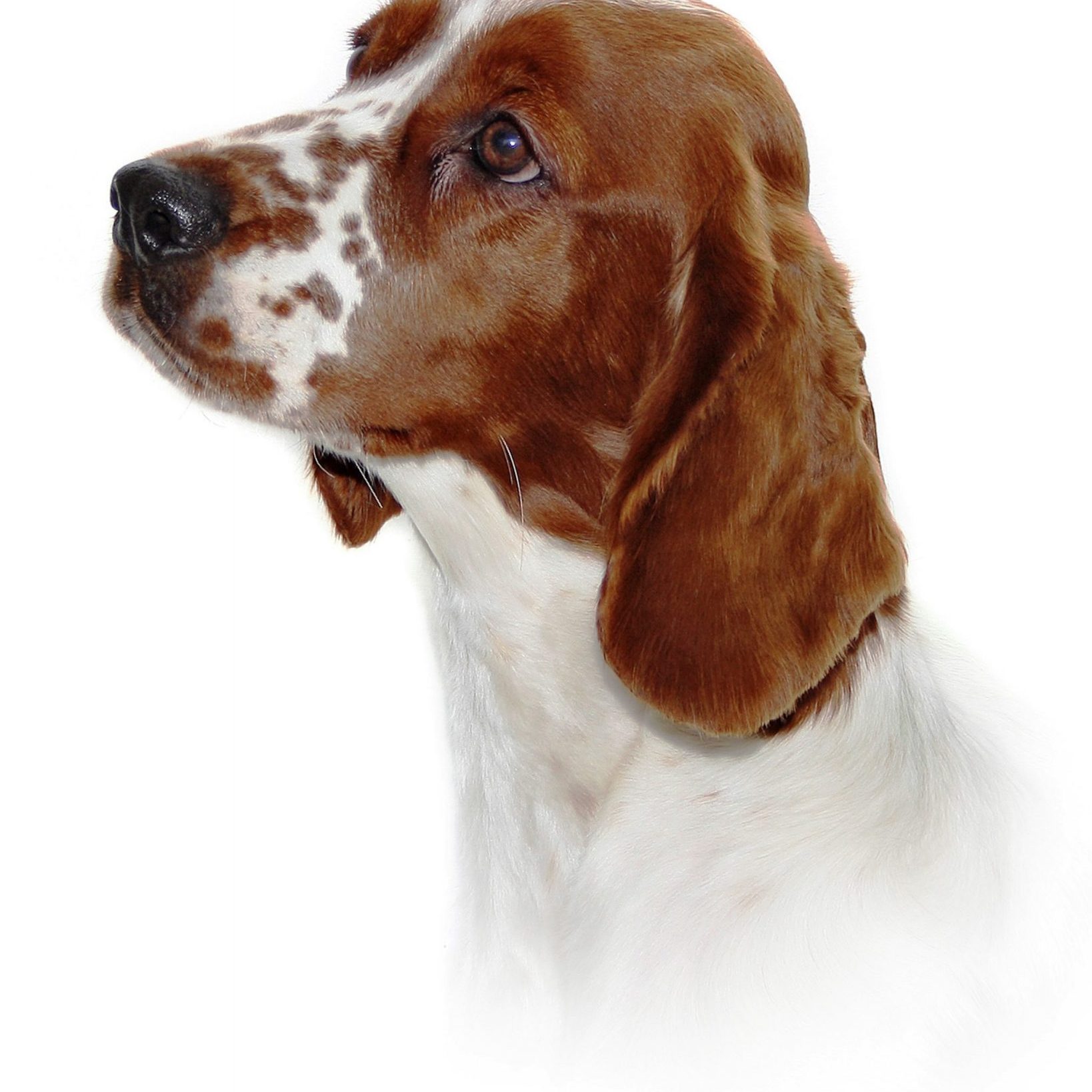 Sh Ch Shandwick Premier Rose at Sarabande JW Sh CM