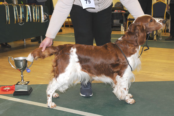 Sarabande Billie Jean At Hinxwood (AI)