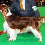 Sarabande Lord of the Dance (AI) JW