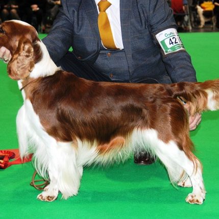 Sarabande Lord of the Dance (AI) JW