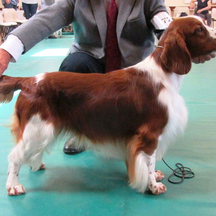 Sarabande Man in the Mirror (AI) Sh CM JW