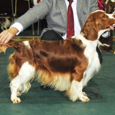 Sarabande Man in the Mirror (AI) Sh CM JW