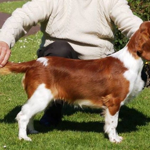 Sarabande Man in the Mirror (AI) Sh CM JW