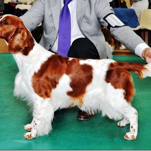 Sh Ch Shandwick Premier Rose at Sarabande JW Sh CM