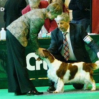 Sh Ch Shandwick Premier Rose at Sarabande JW Sh CM