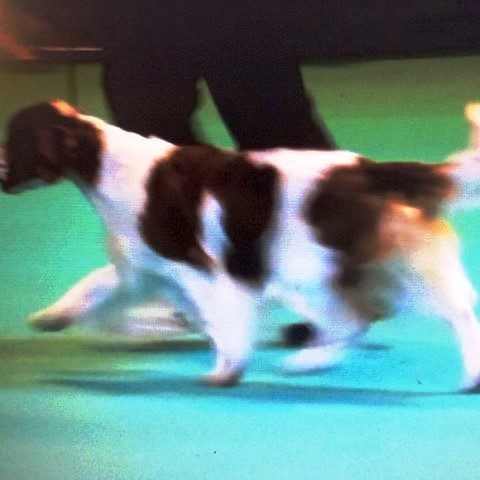 Sh Ch Shandwick Premier Rose at Sarabande JW Sh CM