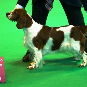 Sh Ch Shandwick Premier Rose at Sarabande JW Sh CM