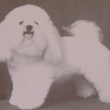 Ch Glenfolly Silver Lady of Sarabande