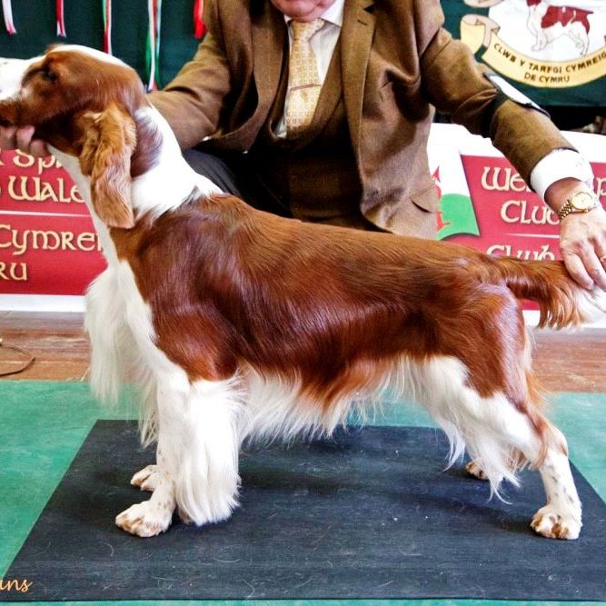 Sarabande Lord of the Dance (AI) JW