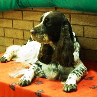 Sh Ch Trimere Total Eclipse Over Sarabande