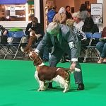 AM GCH, UK SH CH Sarabande Sweet Nothings (AI)